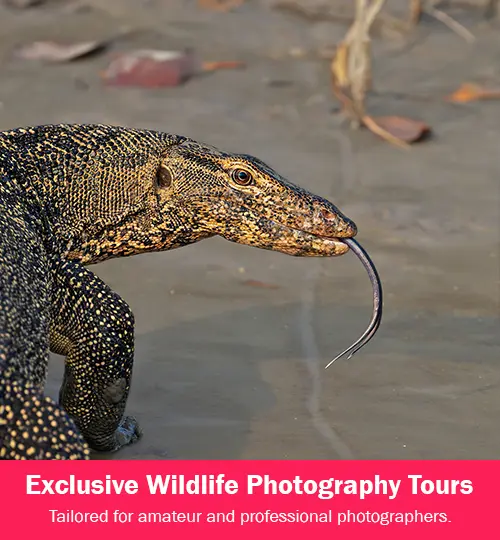 exclusive wildlife photography tours