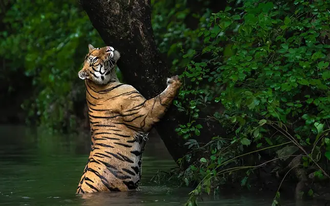 flexible timing of sundarban safari