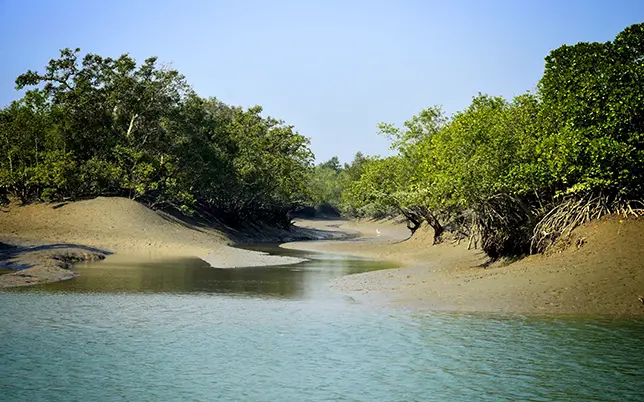 mangrove landscape photography