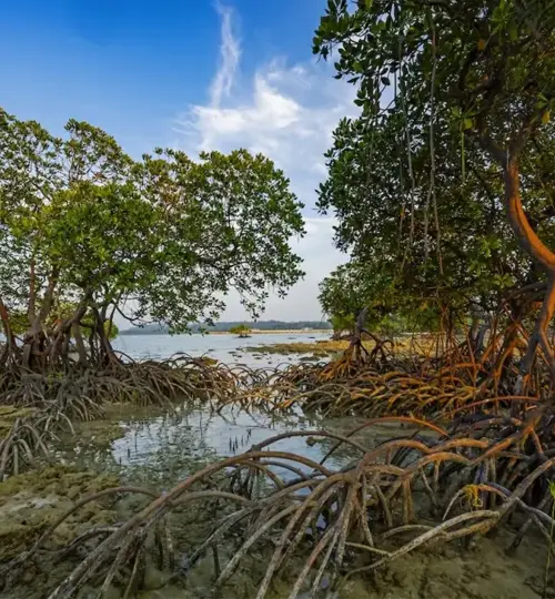 Pirkhali-creeks-&-scenic-mangroves
