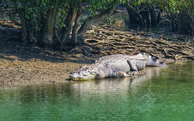 prime wildlife sightings of sundarbans