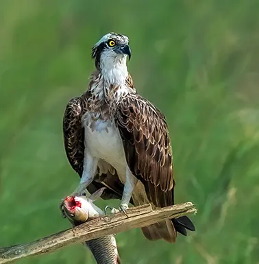 sundarban bird photography