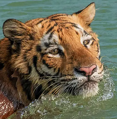 sundarban tiger safari trip