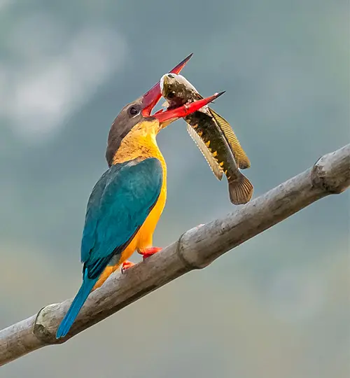 Sundarbans Photography Tour Package Exclusive 2 Nights & 3 Days